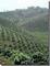 Worldmidom Agro-Industry, Ltd.